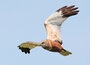 ansichtkaarten roofvogels