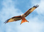 ansichtkaarten roofvogels