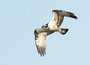 ansichtkaarten roofvogels