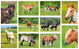 paarden ansichtkaarten set