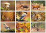 Natuur ansichtkaarten
