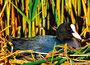 ansichtkaarten vogels