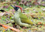 ansichtkaarten vogels