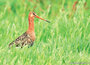 ansichtkaarten vogels