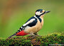 ansichtkaarten vogels
