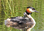 ansichtkaarten vogels