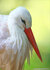 ansichtkaarten vogels
