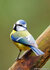 ansichtkaarten vogels