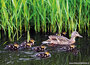 Dieren kaarten