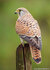 ansichtkaarten vogels