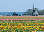 molen ansichtkaarten