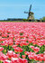 molen ansichtkaarten