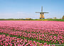 molen ansichtkaarten