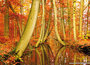 postkaarten herfst