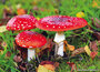 herfst kaarten