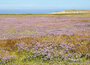 Texel ansichtkaarten